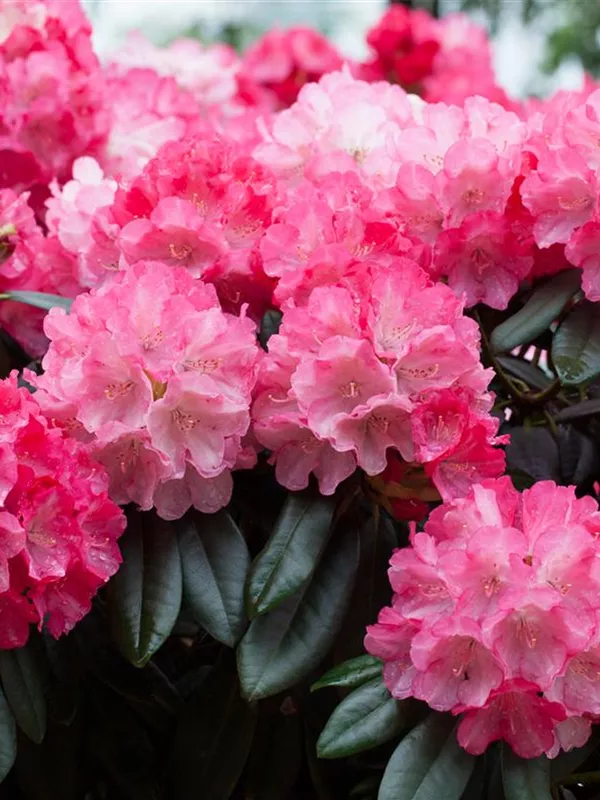 Yaku-Rhododendron 'Fantastica'