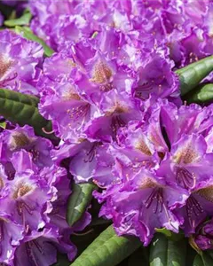 Yaku-Rhododendron 'Bohlken´s Lupinenberg'®