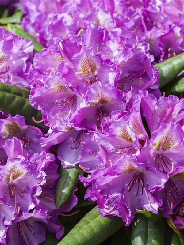 Yaku-Rhododendron 'Bohlken´s Lupinenberg'®