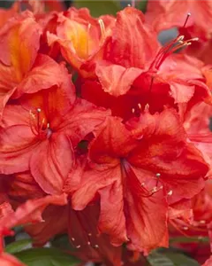 Sommergrüne Azalee 'Feuerwerk'