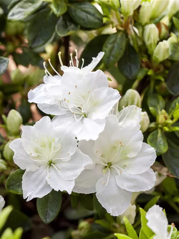 Japanische Azalee 'Schneewittchen'