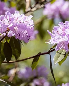 Rhododendron 'Lilly Bell® Pearl'