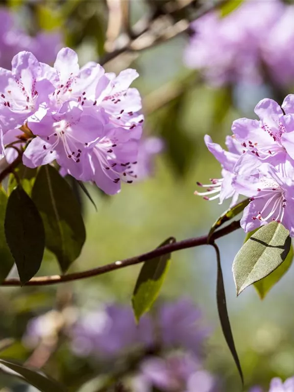Rhododendron 'Lilly Bell® Pearl'