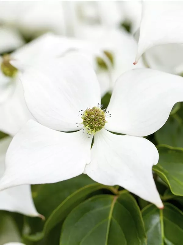 Japanischer Blumen-Hartriegel 'Eurostar'
