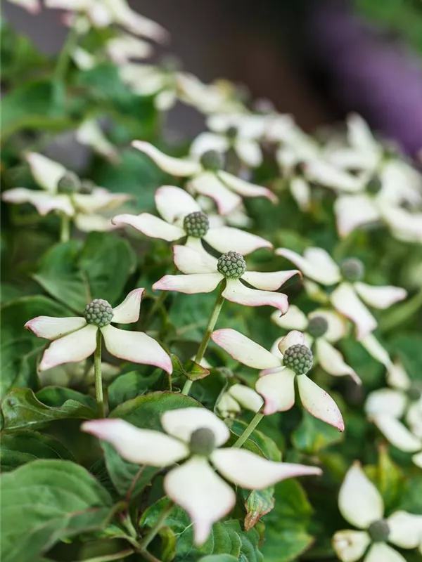 Japanischer Blumen-Hartriegel 'Kea'