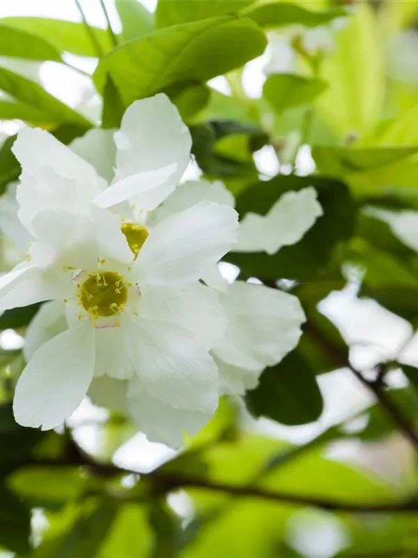 Prunkspiere 'Snow White'