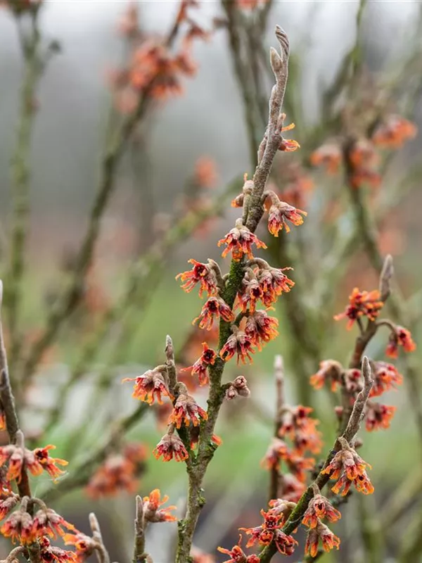 Frühlings-Zaubernuss 'Quasimodo'