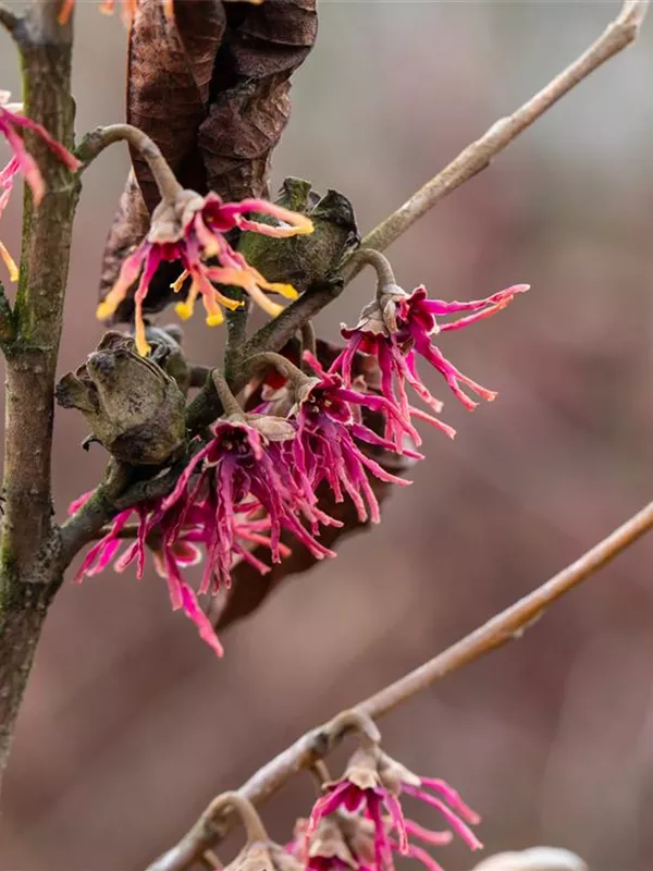 Frühlings-Zaubernuss 'Washington Park'