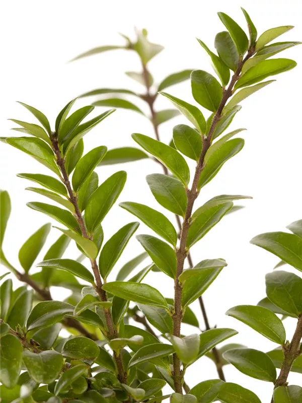 Heckenmyrte 'Elegant'