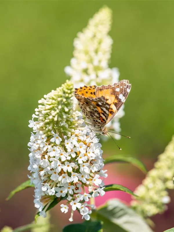 Sommerflieder 'Reve de Papillon'®