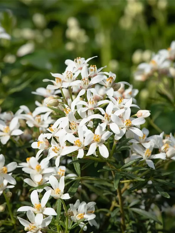 Orangenblume 'Aztec Pearl'