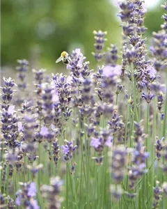 Lavendel