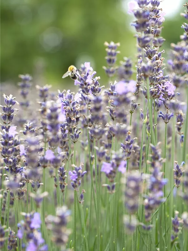 Lavendel