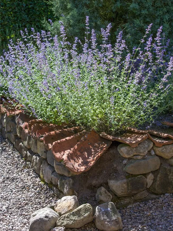 Blauraute 'Blue Spire'