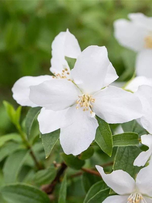 Gartenjasmin 'Dame Blanche'