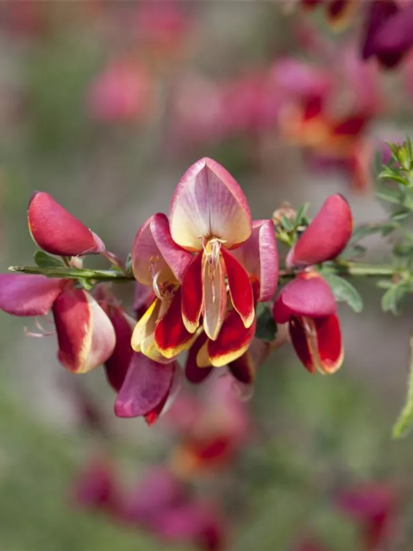 Edelginster 'Palette'