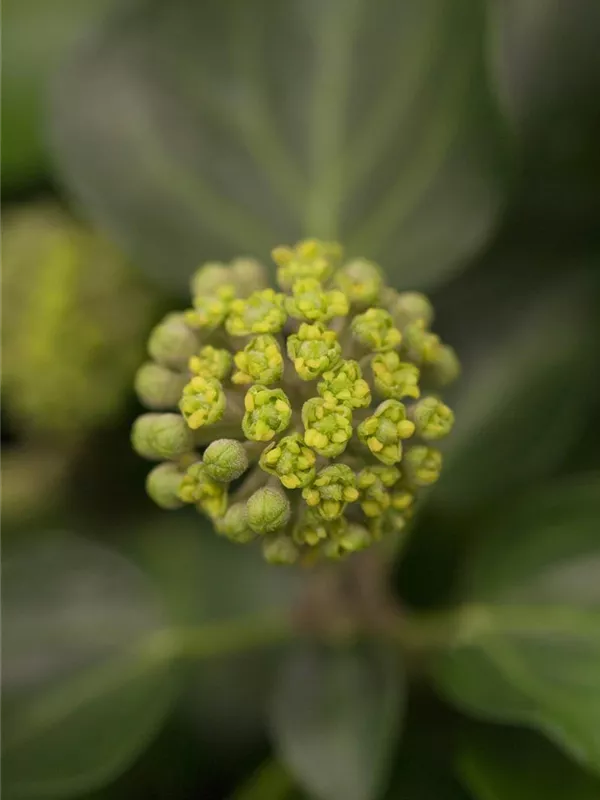 Strauch-Efeu 'Arborescens'