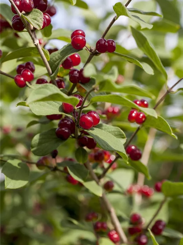 Tatarische Heckenkirsche