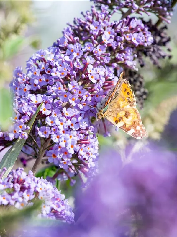 Sommerflieder 'Lochinch'