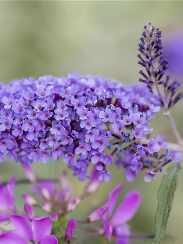 Sommerflieder 'Blue Bird'