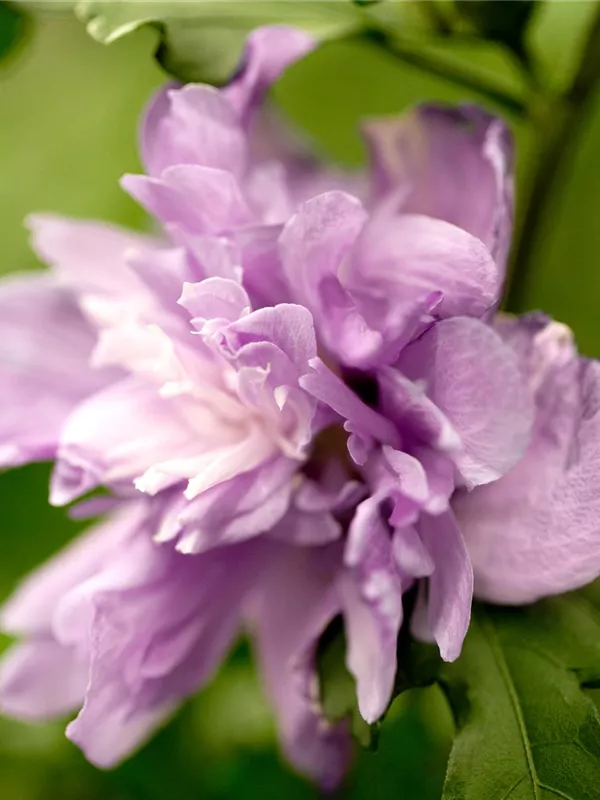 Garteneibisch 'Ardens'