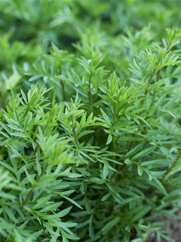 Afghanischer Flieder