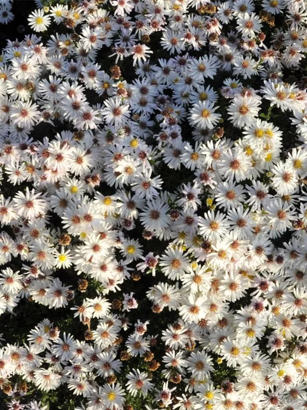 Kissen-Aster 'Niobe'