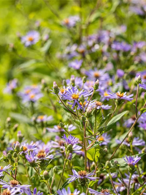 Herzblatt-Aster 'Twilight'