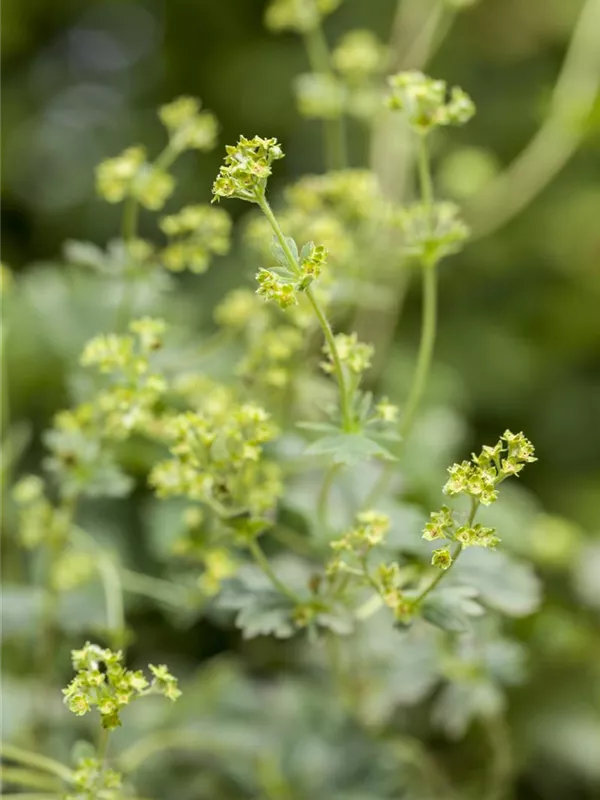 Zwergiger Frauenmantel