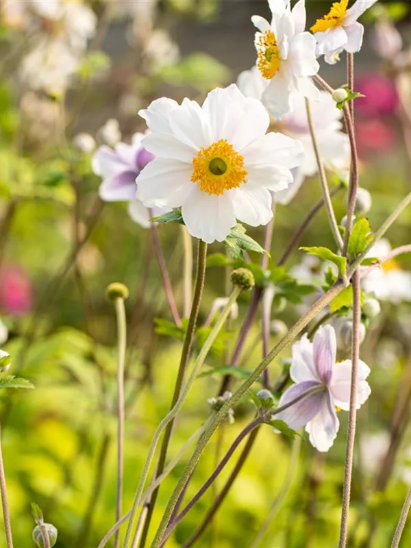 Herbst-Anemone 'Whirlwind'
