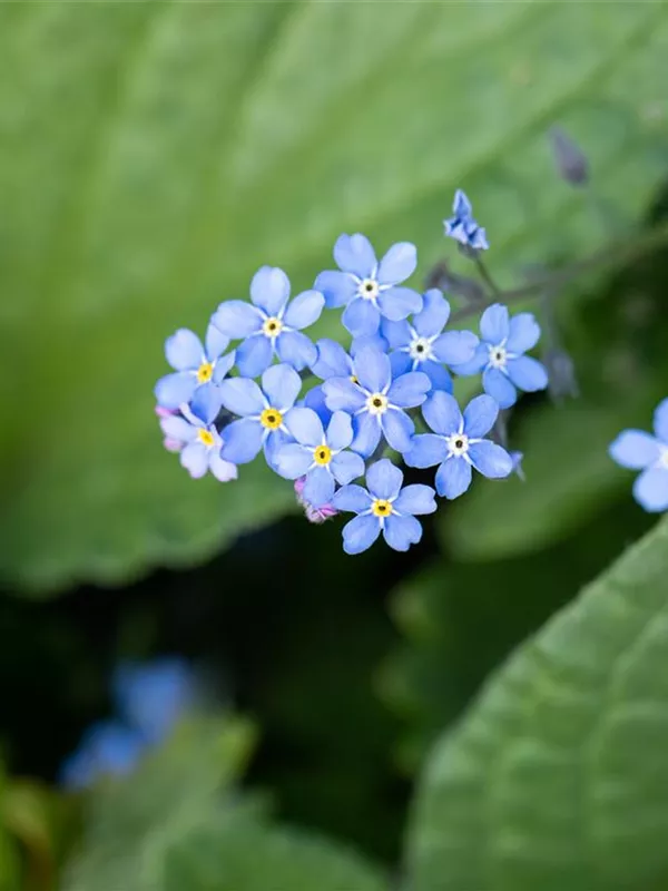 Sibirisches Vergissmeinnicht