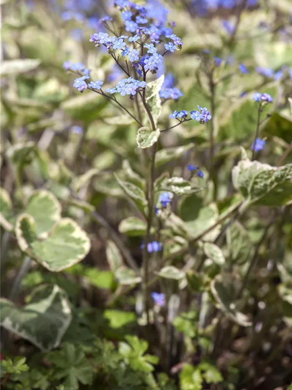 Kaukasus-Vergissmeinnicht 'Hadspen Cream'