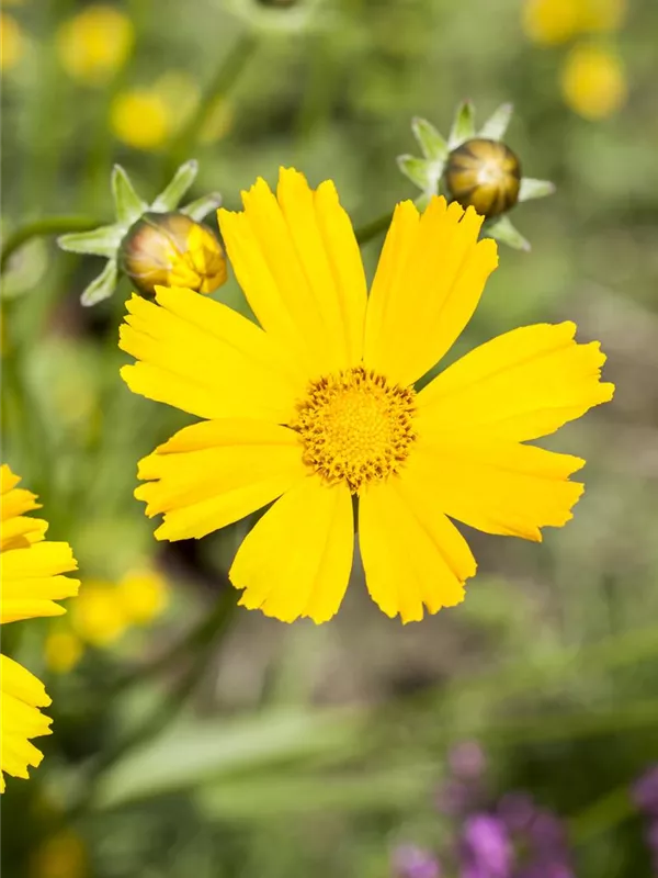 Prächtiges Goldauge 'Golden Sunnyshine'