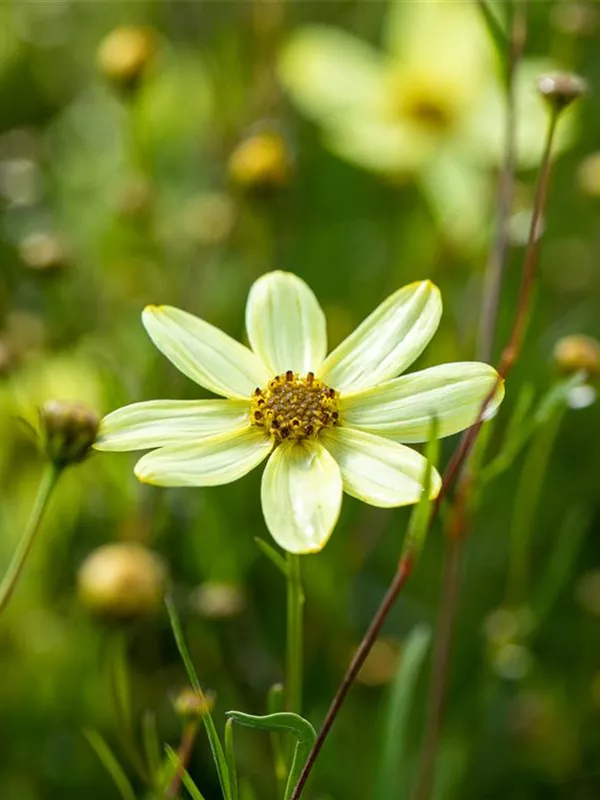 Mädchenauge 'Moonbeam'