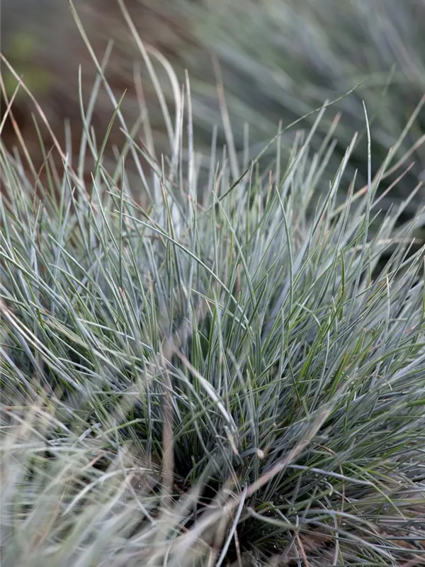 Blau-Schwingel 'Azurit'