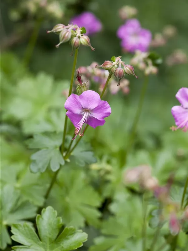 Cambridge-Storchschnabel 'Berggarten'