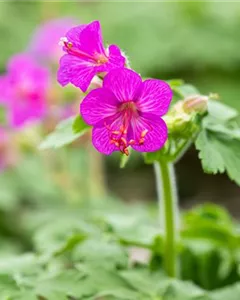 Südeuropäischer Felsen-Storchschnabel