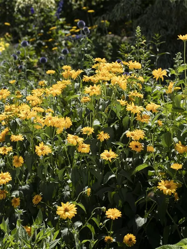 Stauden-Sonnenblume 'Meteor'