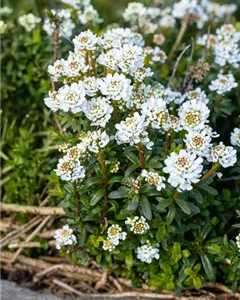 Immergrüne Schleifenblume 'Zwergschneeflocke'