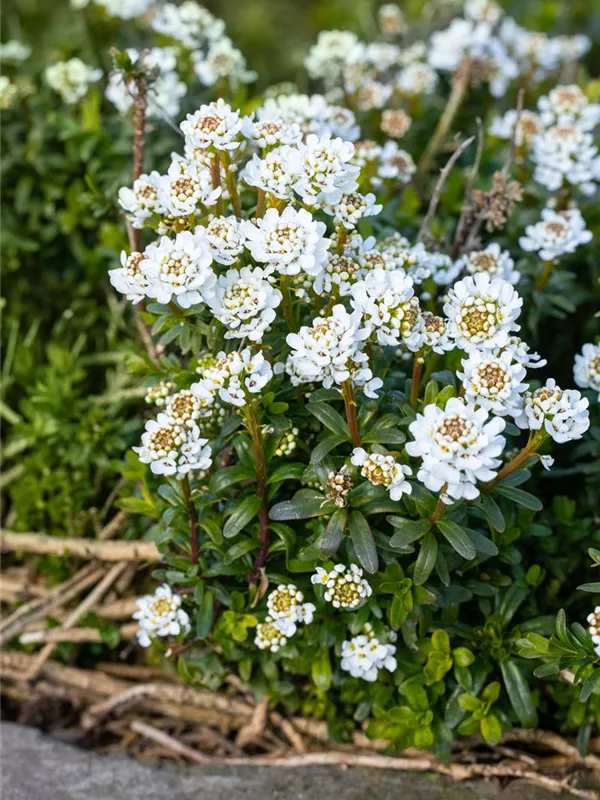 Immergrüne Schleifenblume 'Zwergschneeflocke'