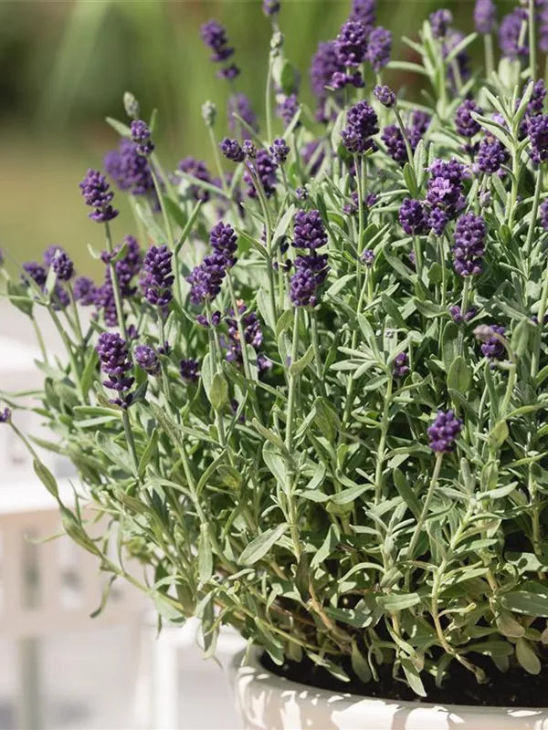 Zwergiger Lavendel 'Dwarf Blue'