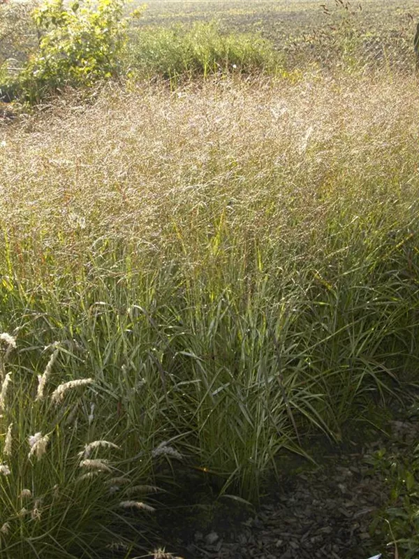 Ruten-Hirse 'Shenandoah'