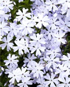 Teppich-Flammenblume 'Emerald Cushion Blue'