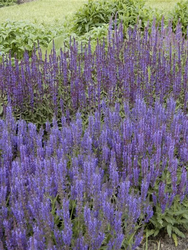 Steppen-Salbei 'Wesuwe'