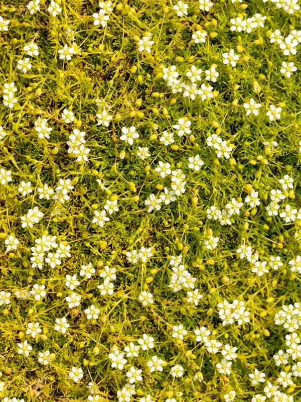 Gelbblättriges Mastkraut 'Aurea'