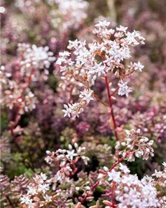 Rotmoos-Mauerpfeffer 'Coral Carpet'