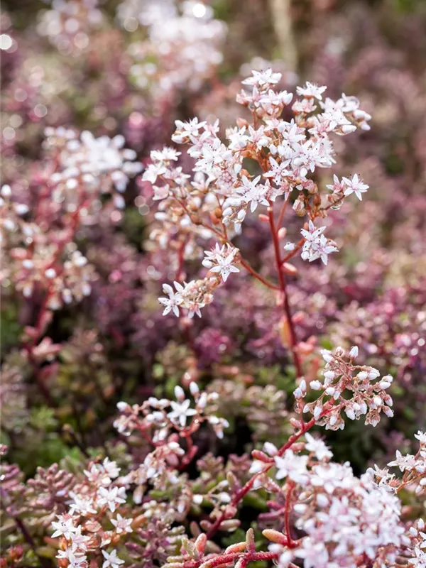 Rotmoos-Mauerpfeffer 'Coral Carpet'