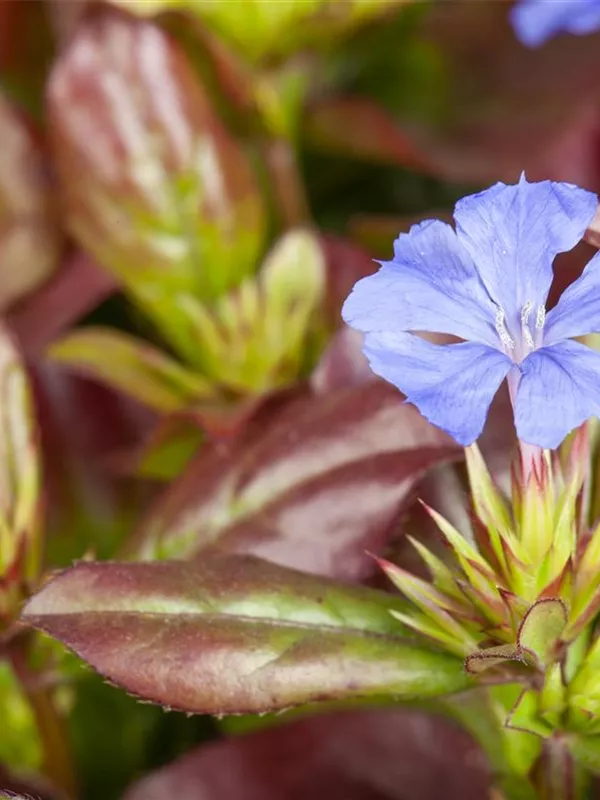 Chinesische Scheinbleiwurz