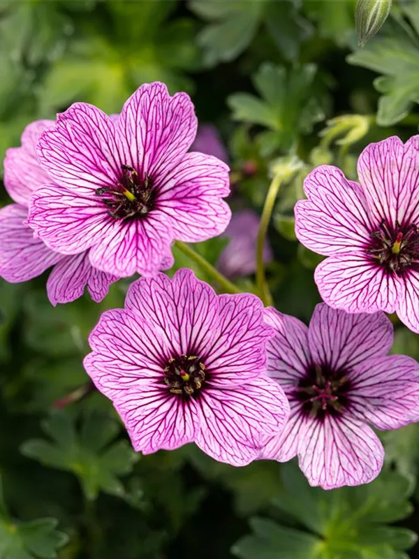 Aschgrauer Garten-Storchschnabel 'Laurence Flatman'