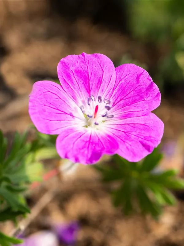 Blut-Storchschnabel 'Elsbeth'